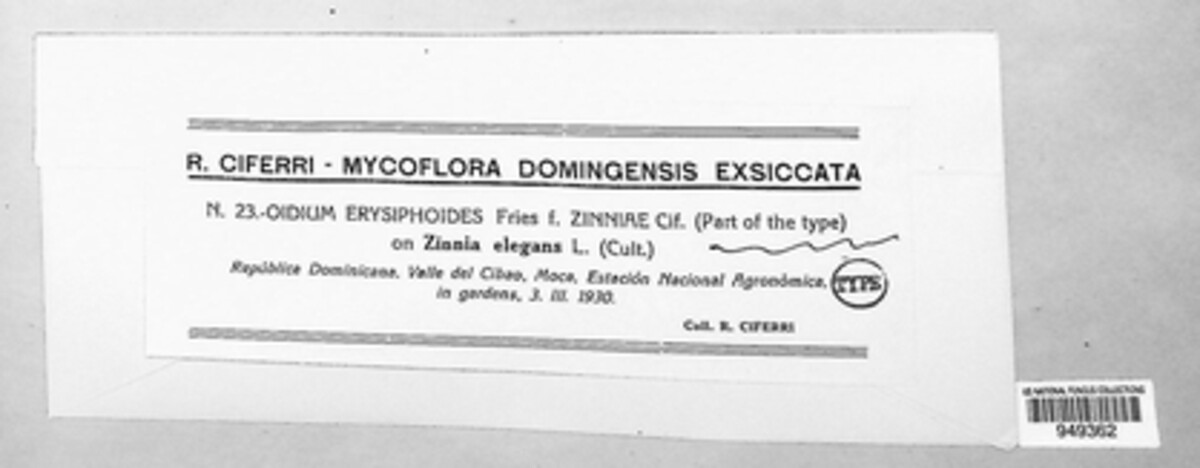 Oidium erysiphoides f. zinniae image